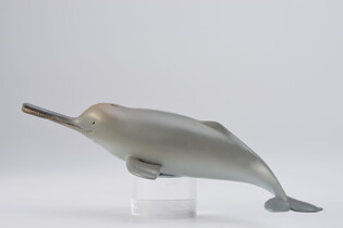 COLLECTA DELFIN Z RZEKI GANGES 3
