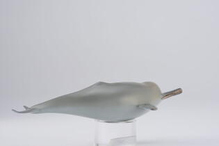 COLLECTA DELFIN Z RZEKI GANGES 4