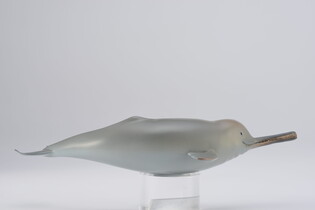 COLLECTA DELFIN Z RZEKI GANGES 5