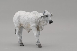COLLECTA CIELĘ BRAHMAN 3