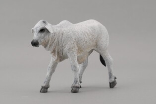 COLLECTA CIELĘ BRAHMAN 4