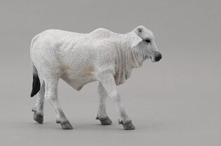 COLLECTA CIELĘ BRAHMAN 5
