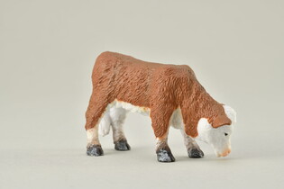 COLLECTA CIELĘ PASĄCE RASY HEREFORD 3