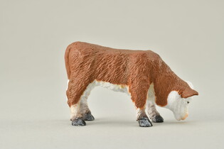 COLLECTA CIELĘ PASĄCE RASY HEREFORD 4