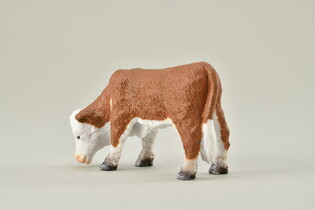 COLLECTA CIELĘ PASĄCE RASY HEREFORD 5