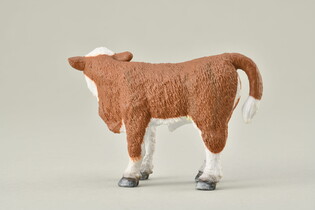 COLLECTA CIELĘ STOJĄCE RASY HEREFORD 3