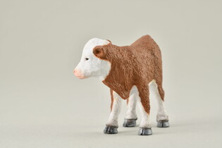 COLLECTA CIELĘ STOJĄCE RASY HEREFORD 4