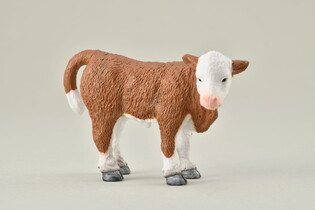 COLLECTA CIELĘ STOJĄCE RASY HEREFORD 5