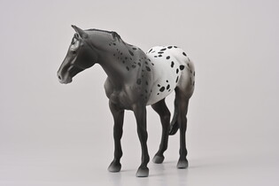COLLECTA NIEBIESKI DERESZ APPALOOSA 3