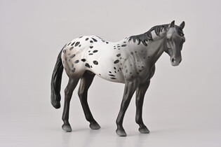 COLLECTA NIEBIESKI DERESZ APPALOOSA 4