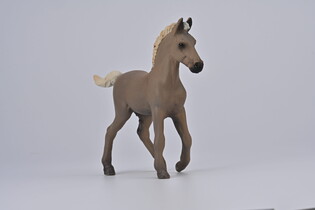 COLLECTA ŹREBIĘ RASY ROCKY MOUNTAIN 3