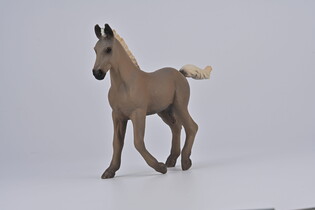 COLLECTA ŹREBIĘ RASY ROCKY MOUNTAIN 4