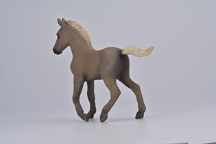 COLLECTA ŹREBIĘ RASY ROCKY MOUNTAIN 5