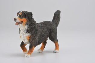 COLLECTA BERNEŃSKI PIES PASTERSKI 5