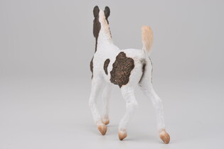 COLLECTA ŹREBIĘ RASY BASHKIR CURLY 5