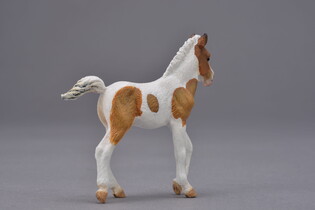 COLLECTA ŹREBIĘ RASY DARTMOOR HILL 4