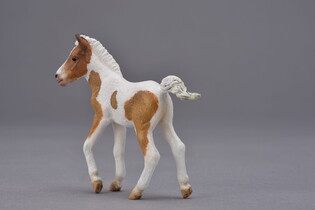 COLLECTA ŹREBIĘ RASY DARTMOOR HILL 5