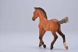 COLLECTA ŹREBIĘ RASY HANOWERSKIEJ 5