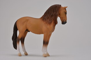 COLLECTA KOŃ CAMPOLINA STALLION RED DUN 3