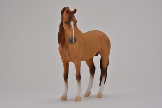 COLLECTA KOŃ CAMPOLINA STALLION RED DUN 5