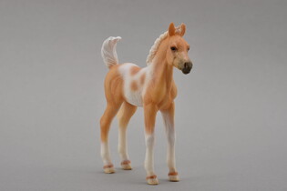 COLLECTA ŹREBIE PINTO PALOMINO STOJĄCE 5