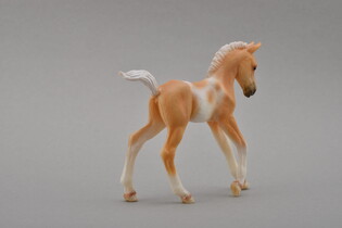 COLLECTA ŹREBIE IDĄCE PINTO PALOMINO 5