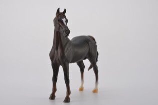 COLLECTA OGIER MORGAN STALLION MAŚCI KASZTANOWEJ 3