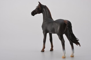 COLLECTA OGIER MORGAN STALLION MAŚCI KASZTANOWEJ 5