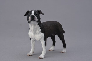 COLLECTA PIES AMERYKAŃSKI STAFFORDSHIRE TERRIER 3