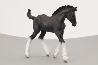 COLLECTA ŹREBIĘ RASY SHIRE CZARNE 4