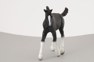 COLLECTA ŹREBIĘ RASY SHIRE CZARNE 5
