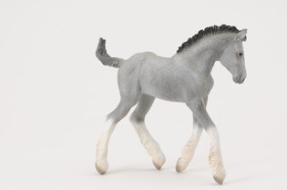 COLLECTA ŹREBIĘ RASY SHIRE 3