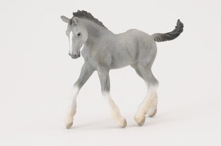 COLLECTA ŹREBIĘ RASY SHIRE 5