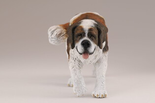 COLLECTA PIES BERNARDYN 4
