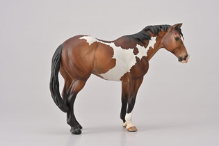 COLLECTA APPALOOSA OGIER MAŚCI BAY OVERO 5