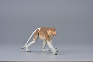 COLLECTA NOSACZ SUNDAJSKI 3