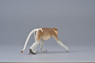 COLLECTA NOSACZ SUNDAJSKI 5