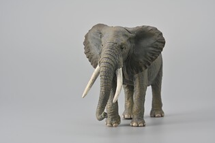 COLLECTA SŁOŃ AFRYKAŃSKI 3