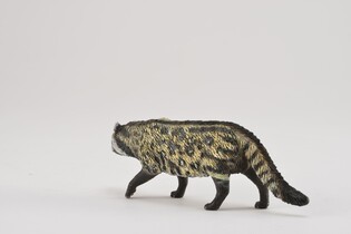 COLLECTA CYWETA AFRYKAŃSKA 5
