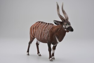COLLECTA ANTYLOPA BONGO 3