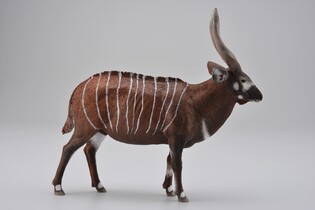 COLLECTA ANTYLOPA BONGO 4