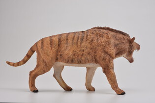 COLLECTA ANDREWSARCHUS SKALA 1:20 (DELUXE) 5