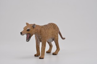 COLLECTA WILK WORKOWATY (TASMAŃSKI) SAMICA 3