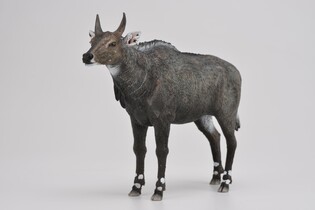 COLLECTA NIGAU 3