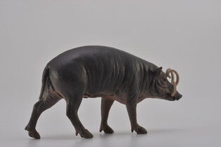 COLLLECTA BABYROUSA 5