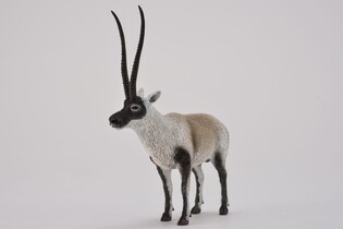 COLLECTA CZIRU - ANTYLOPA TYBETAŃSKA 3