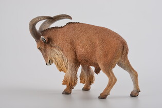 COLLECTA OWCA GRZYWIASTA 5