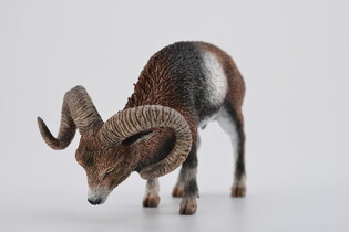 COLLECTA MUFLON EUROPEJSKI 3