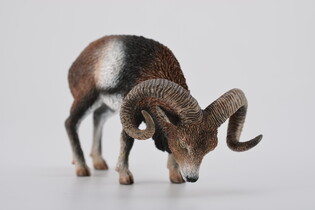 COLLECTA MUFLON EUROPEJSKI 4