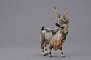 COLLECTA KOZA ŚRUBOROGA MARKHOR 4